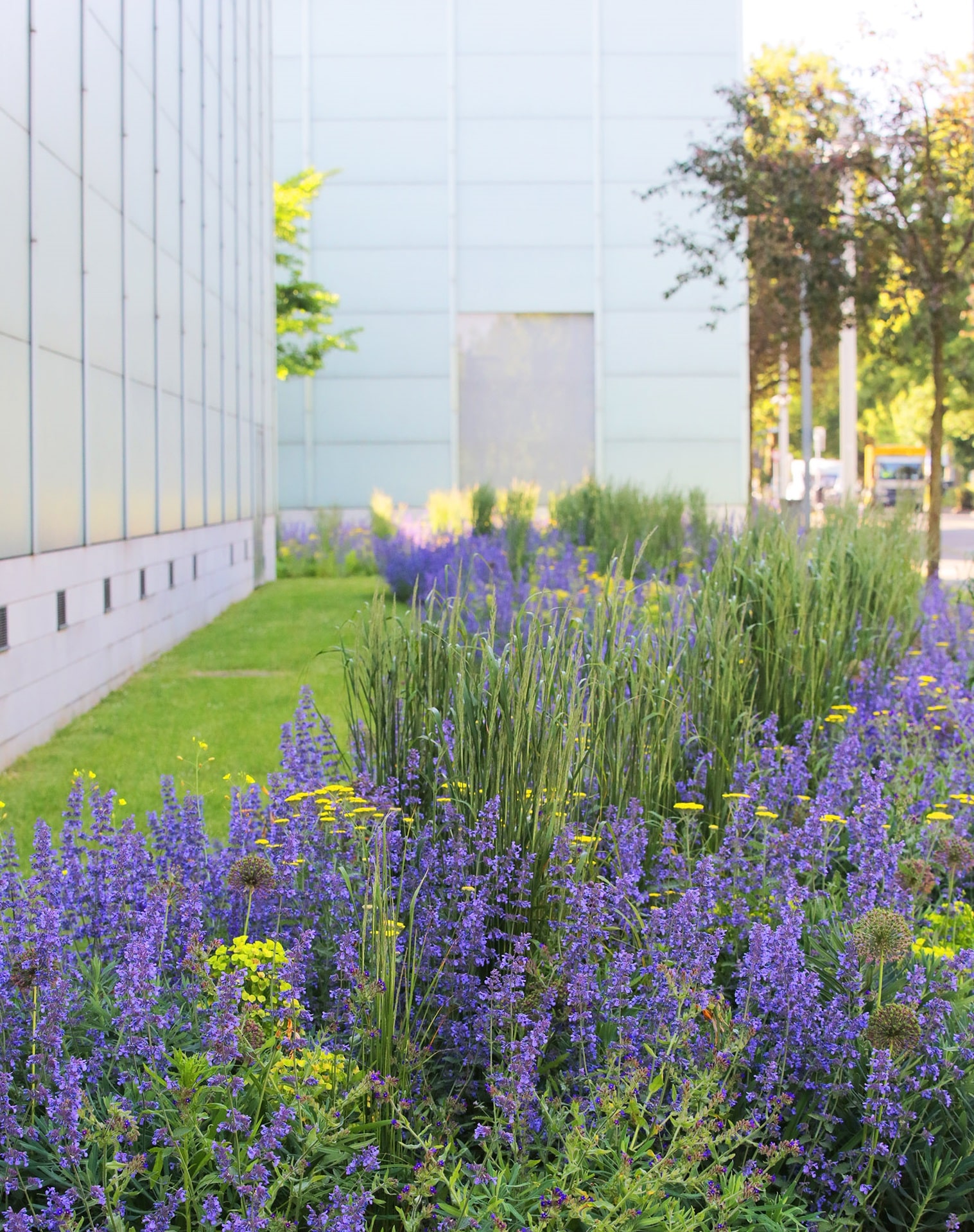 Das Museum Folkwang in Essen hat seine Außenanlagen mit insektenfreundlichen Stauden bepflanzt, um so einen Beitrag zum Klima und Naturschutz zu leisten. Foto: Museum Folkwang, Jens Nober