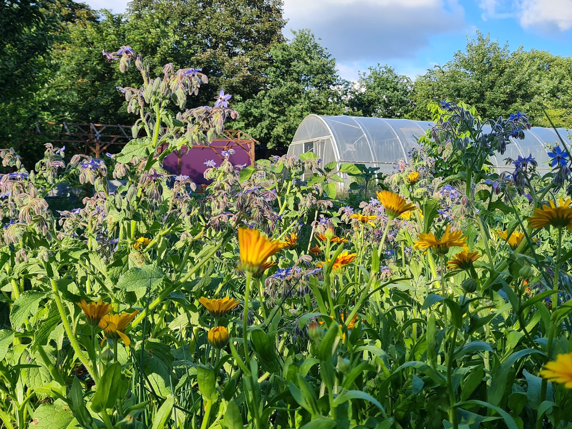 Die Einnahmen des freiwilligen Klimatickets fließen in den von der Bonnekamp Stiftung betriebenen Garten auf der Bonnekamphöhe in Essen-Katernberg. Foto: Bonnekamp Stiftung